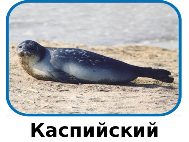 Каспийский тюлень 