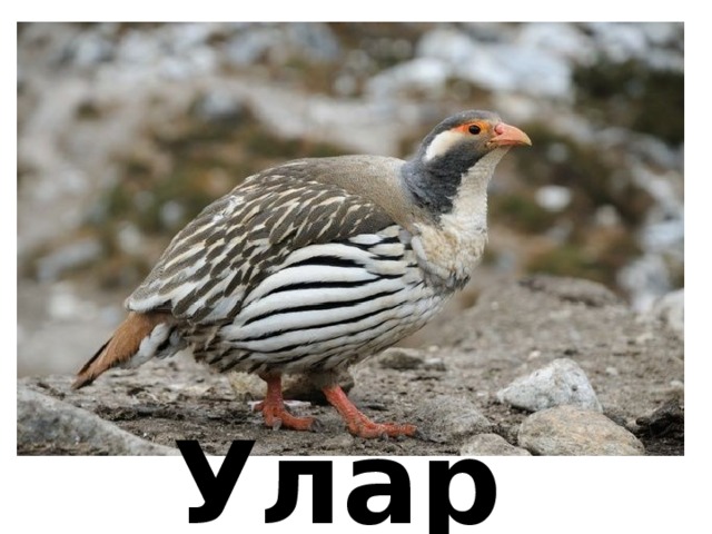 Улар 