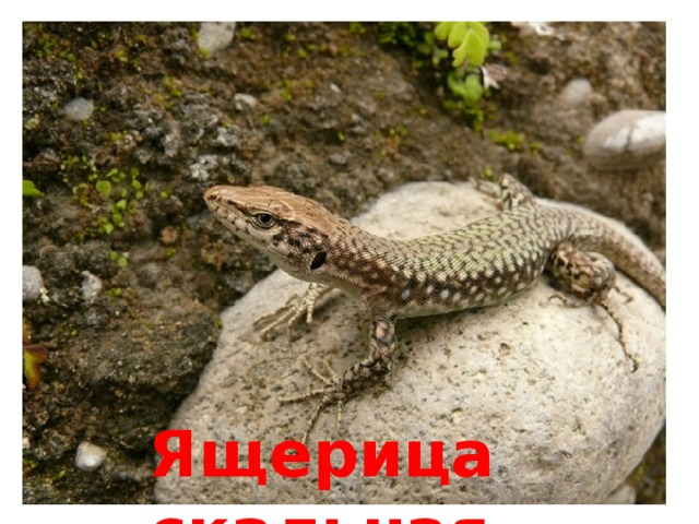 Ящерица скальная 