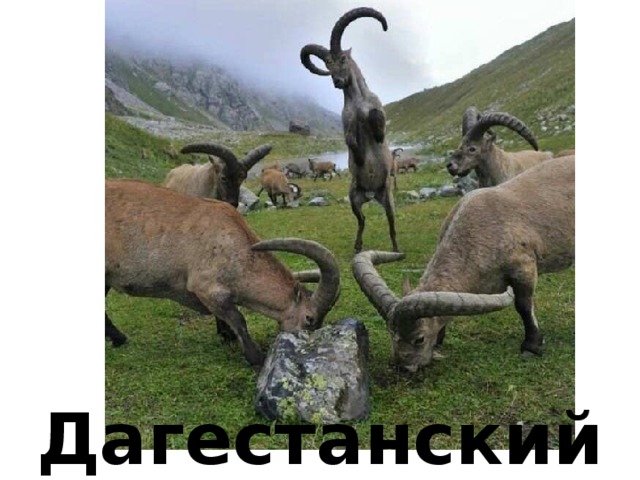 Дагестанский тур 