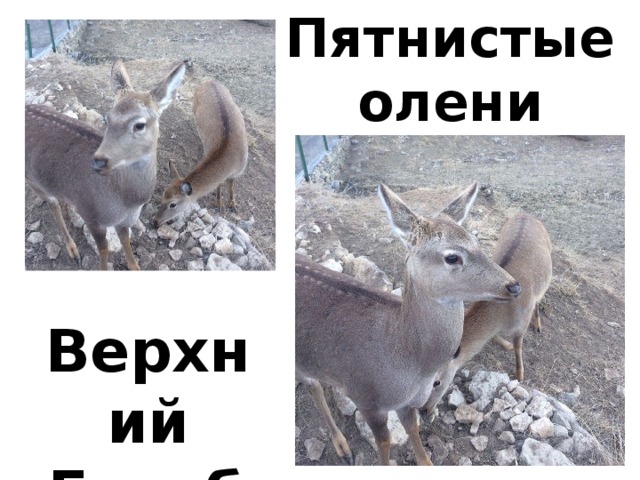 Пятнистые олени Верхний Гуниб 