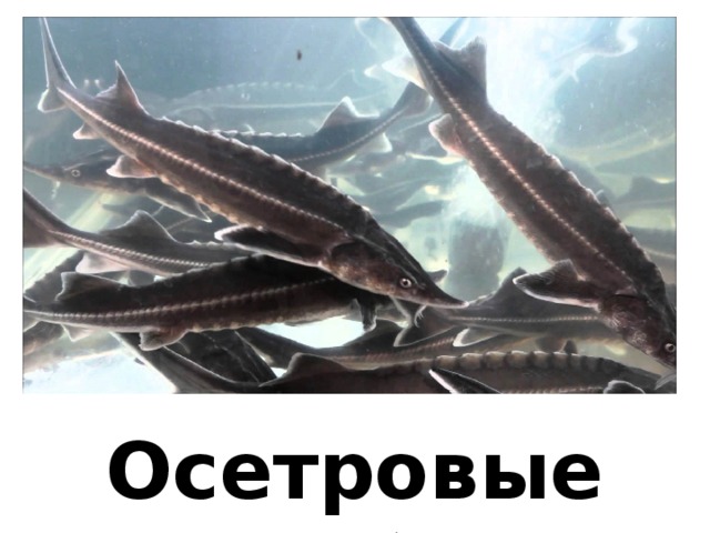 Осетровые рыбы 