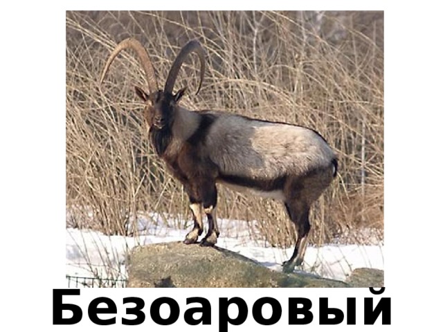 Безоаровый козёл 