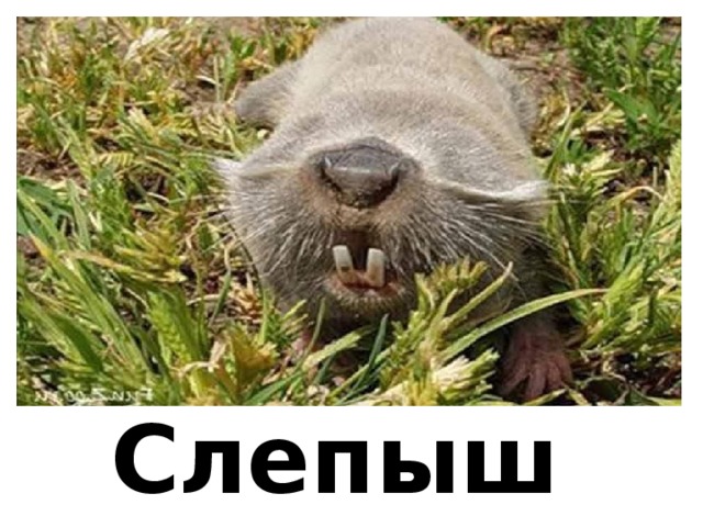 Слепыш 