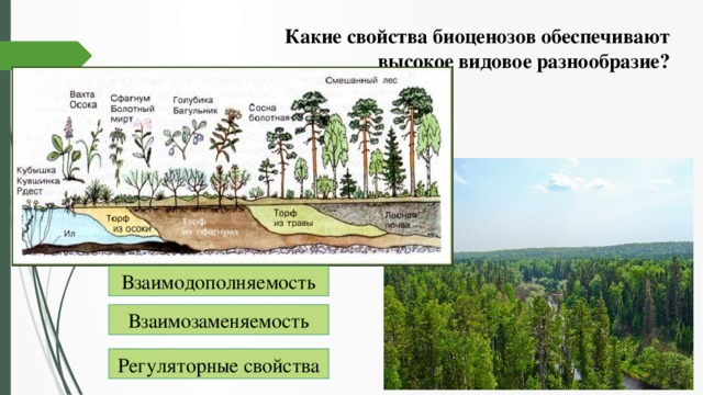 Высокое видовое разнообразие. Какие свойства биоценозов обеспечивает высокое видовое разнообразие. Рациональное использование и охрана растительности. Защиты растительного Покрова.