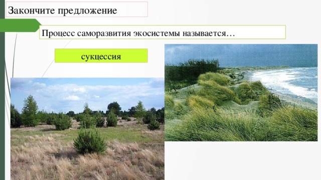 Процесс саморазвития экосистемы можно наблюдать на примере Презентация про саморазвитие