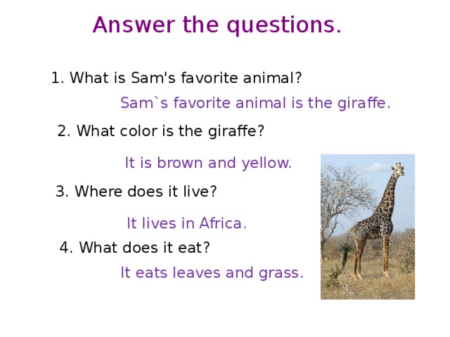 Three animals that перевод. Questions about animals. My favourite animal is a Giraffe. What Colour are the animals. My favourite animal.