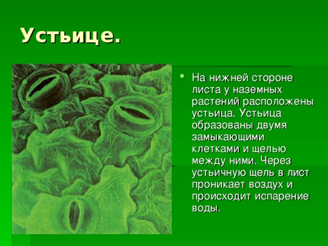 Клетки устьица листа. Устьица растений это в биологии 6 класс. Устьица на листе растения.