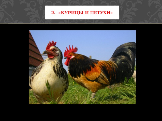 2. «Курицы и Петухи» 