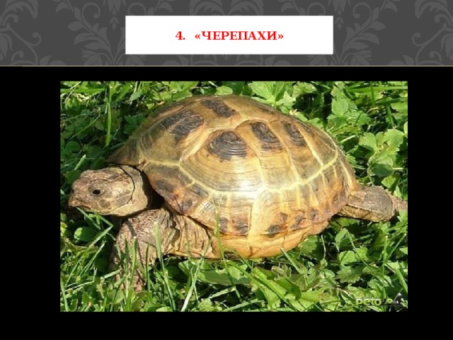 4. «Черепахи» 