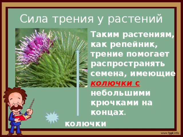 Объясните руководствуясь этой схемой образование плодов с крючками у предковых форм репейника