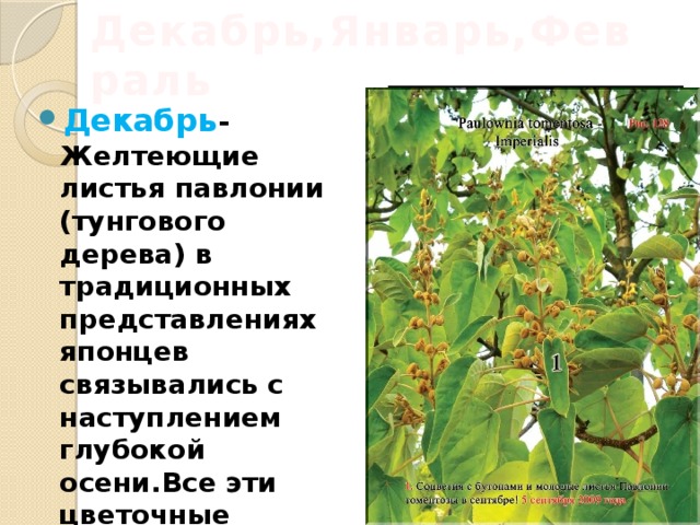 Декабрь,Январь,Февраль Декабрь -Желтеющие листья павлонии (тунгового дерева) в традиционных представлениях японцев связывались с наступлением глубокой осени.Все эти цветочные традиции отражены в интеллектуальной японской карточной игре – Ханафуда. 