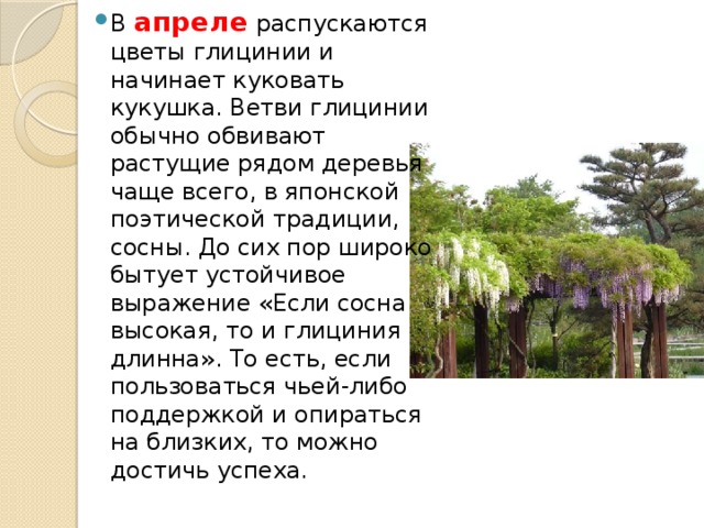 В апреле распускаются цветы глицинии и начинает куковать кукушка. Ветви глицинии обычно обвивают растущие рядом деревья чаще всего, в японской поэтической традиции, сосны. До сих пор широко бытует устойчивое выражение «Если сосна высокая, то и глициния длинна». То есть, если пользоваться чьей-либо поддержкой и опираться на близких, то можно достичь успеха. 