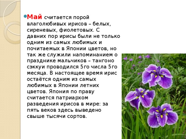 Май считается порой влаголюбивых ирисов – белых, сиреневых, фиолетовых. С давних пор ирисы были не только одним из самых любимых и почитаемых в Японии цветов, но так же служили напоминанием о празднике мальчиков – тангоно сэккуи проводился 5го числа 5го месяца. В настоящее время ирис остаётся одним из самых любимых в Японии летних цветов. Япония по праву считается патриархом разведения ирисов в мире: за пять веков здесь выведено свыше тысячи сортов. 