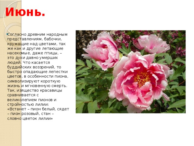 Июнь. Согласно древним народным представлениям, бабочки, кружащие над цветами, так же как и другие летающие насекомые, даже птицы, – это духи давно умерших людей. Что касается буддийских воззрений, то быстро опадающие лепестки цветов, в особенности пиона, символизируют короткую жизнь и мгновенную смерть.  Так, изящество красавицы сравнивается с великолепием пионов и стройностью лилии: «Встанет – пион белый, сядет – пион розовый, стан – словно цветок лилии» 