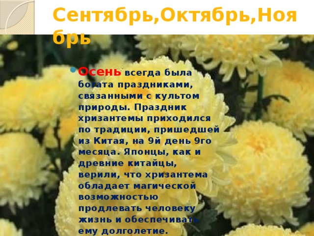 Сентябрь,Октябрь,Ноябрь Осень всегда была богата праздниками, связанными с культом природы. Праздник хризантемы приходился по традиции, пришедшей из Китая, на 9й день 9го месяца. Японцы, как и древние китайцы, верили, что хризантема обладает магической возможностью продлевать человеку жизнь и обеспечивать ему долголетие.   