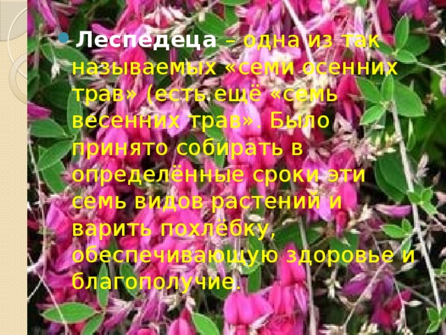 Леспедеца – одна из так называемых «семи осенних трав» (есть ещё «семь весенних трав». Было принято собирать в определённые сроки эти семь видов растений и варить похлёбку, обеспечивающую здоровье и благополучие.   