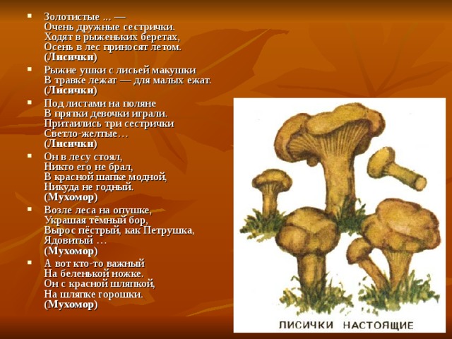 Золотистые ... —  Очень дружные сестрички.  Ходят в рыженьких беретах,  Осень в лес приносят летом.  (Лисички) Рыжие ушки с лисьей макушки  В травке лежат — для малых ежат.  (Лисички) Под листами на поляне  В прятки девочки играли.  Притаились три сестрички  Светло-желтые…  (Лисички) Он в лесу стоял,  Никто его не брал,  В красной шапке модной,  Никуда не годный.  (Мухомор) Возле леса на опушке,  Украшая тёмный бор,  Вырос пёстрый, как Петрушка,  Ядовитый …  (Мухомор) А вот кто-то важный  На беленькой ножке.  Он с красной шляпкой,  На шляпке горошки.  (Мухомор) 