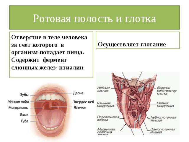 Ротовая полость презентация