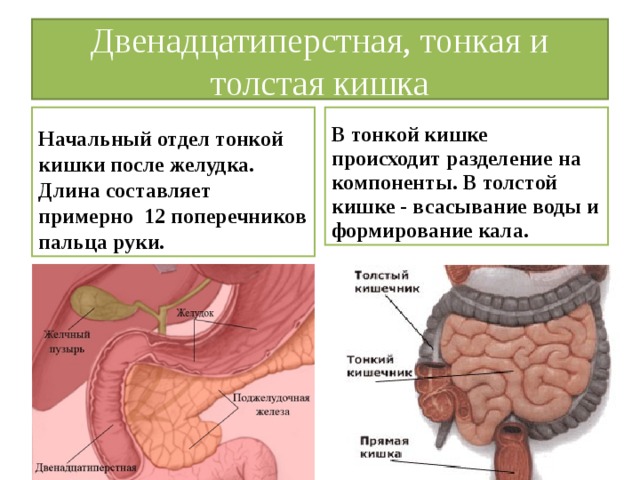 Терминальный отдел подвздошной кишки где находится схема