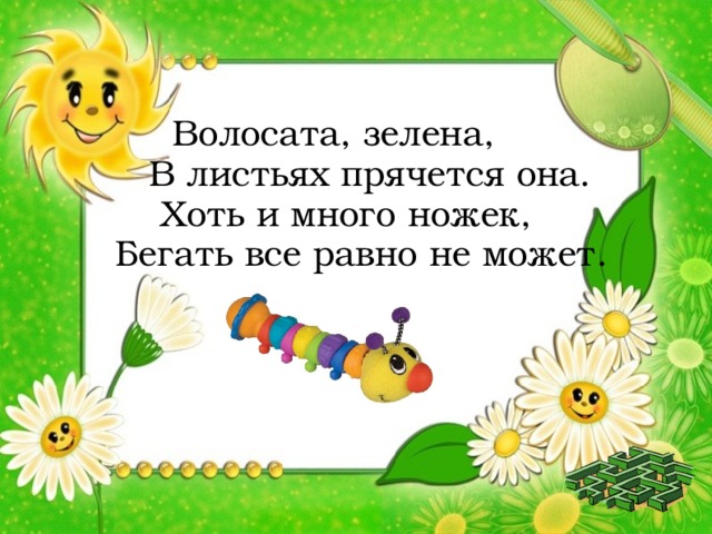  Волосата, зелена,  В листьях прячется она.  Хоть и много ножек, Бегать все равно не может.  