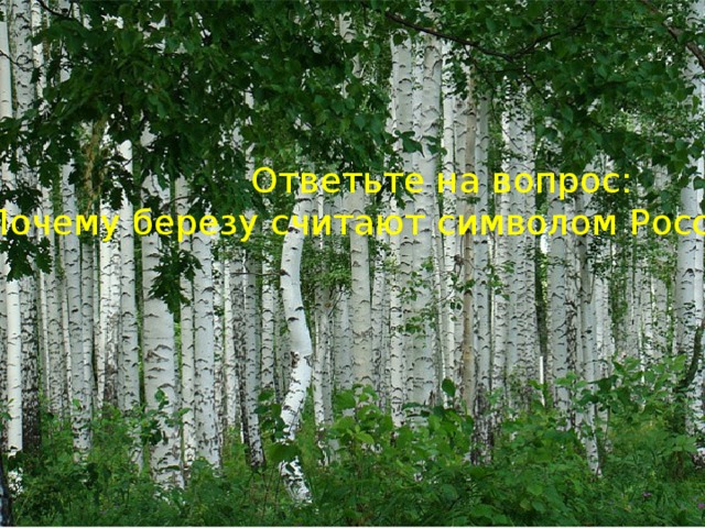 Песня рощи березовой стать белоствольная. Почему береза белая. Березовая роща Бишкек. Образ березы в мейкапе.