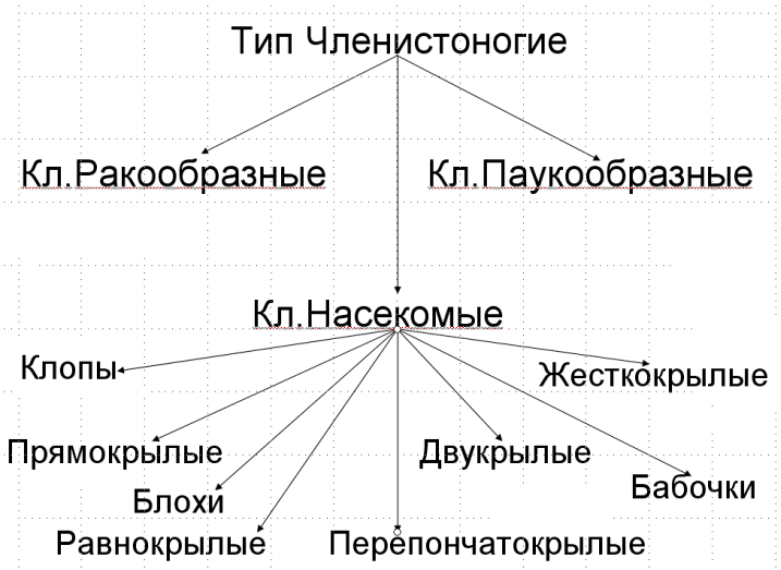 Систематика насекомых схема