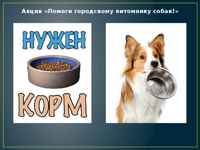 Акция «Помоги городскому питомнику собак!»  