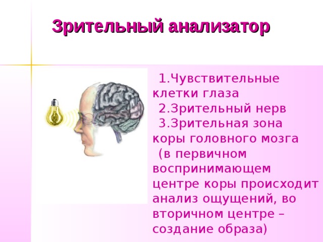 Зрительный анализатор Чувствительные клетки глаза Зрительный нерв Зрительная зона коры головного мозга (в первичном воспринимающем центре коры происходит анализ ощущений, во вторичном центре – создание образа) 