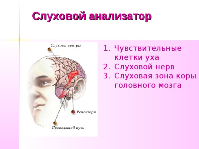 Слуховой анализатор Чувствительные клетки уха Слуховой нерв Слуховая зона коры головного мозга 