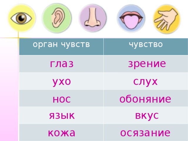 Запиши общее название органов указанных на рисунке нос глаз ухо кожа