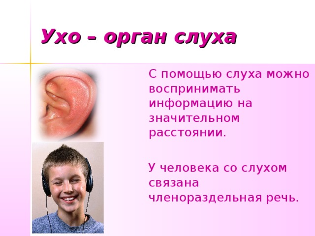 Ухо – орган слуха С помощью слуха можно воспринимать информацию на значительном расстоянии. У человека со слухом связана членораздельная речь. 