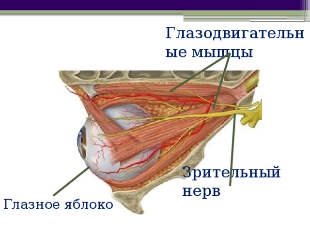 Глазодвигательные мышцы Зрительный нерв Глазное яблоко 