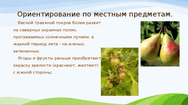 Ориентирование по местным предметам. Весной травяной покров более развит на северных окраинах полян, прогреваемых солнечными лучами, в жаркий период лета - на южных, затененных. Ягоды и фрукты раньше приобретают окраску зрелости (краснеют, желтеют) с южной стороны;   
