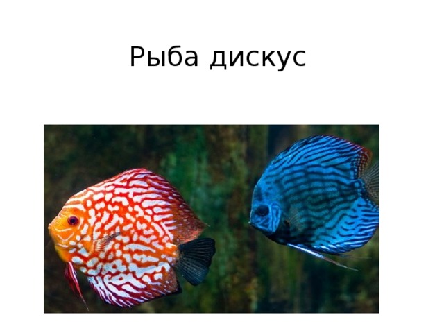 Рыба дискус 