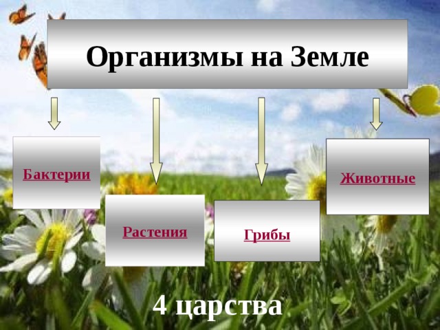 Презентация по географии 6 класс разнообразие и распространение организмов на земле