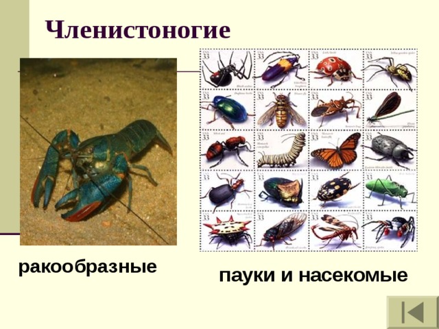 Ракообразные и паукообразные. Членистоногие насекомые. Членистоногие это насекомые или нет. Информация про членистоногих насекомых. Виды насекомых членистоногих коллаж.