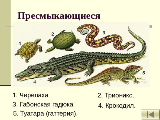 Контрольная работа класс пресмыкающиеся 2 вариант. Пресмыкающиеся представители. Пресмыкающиеся для детей. Рептилии примеры. Пресмыкающиеся для дошкольников.