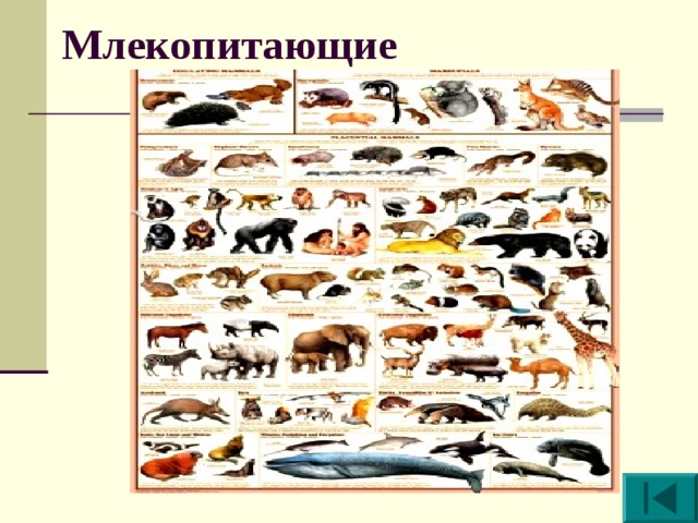 Виды млекопитающих животных. Отряды млекопитающих. Разнообразие млекопитающих. Млекопитающие список. Млекопитающие картинки.