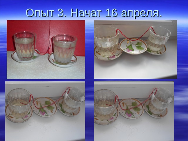 Опыт 3. Начат 16 апреля. 