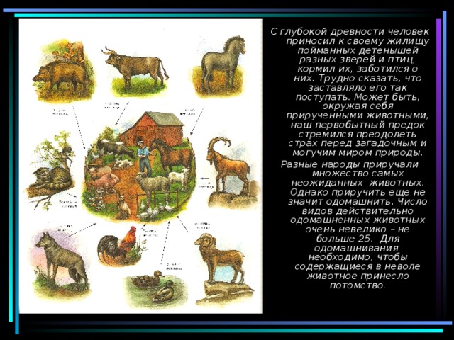 С глубокой древности человек приносил к своему жилищу пойманных детенышей разных зверей и птиц, кормил их, заботился о них. Трудно сказать, что заставляло его так поступать. Может быть, окружая себя прирученными животными, наш первобытный предок стремился преодолеть страх перед загадочным и могучим миром природы. Разные народы приручали множество самых неожиданных животных. Однако приручить еще не значит одомашнить. Число видов действительно одомашненных животных очень невелико – не больше 25. Для одомашнивания необходимо, чтобы содержащиеся в неволе животное принесло потомство. 