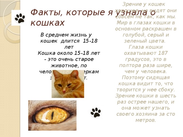 Сколько живут домашние коты