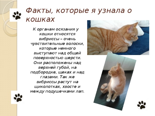 Кошка относится