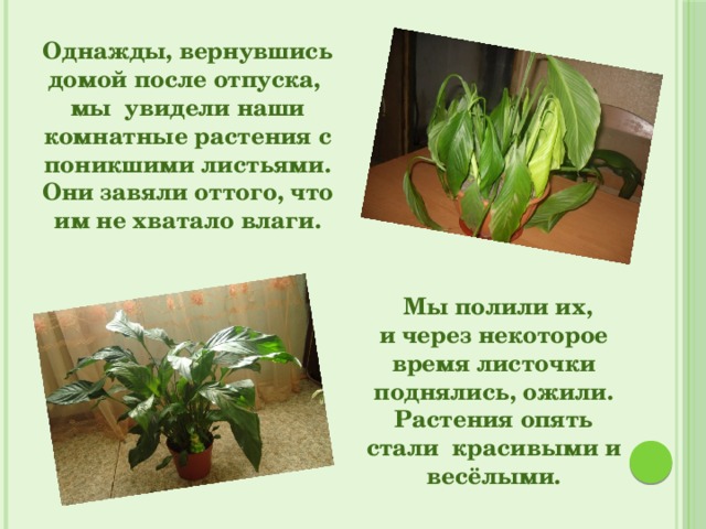Однажды, вернувшись домой после отпуска,  мы  увидели наши комнатные растения с поникшими листьями. Они завяли оттого, что им не хватало влаги. Мы полили их, и через некоторое время листочки поднялись, ожили. Растения опять стали  красивыми и весёлыми. 
