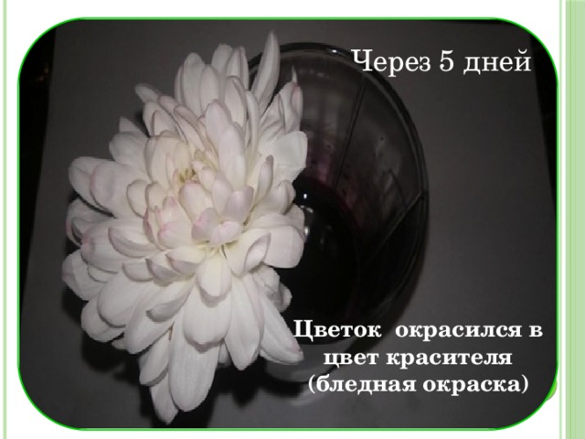 Через 5 дней Цветок окрасился в цвет красителя (бледная окраска) 