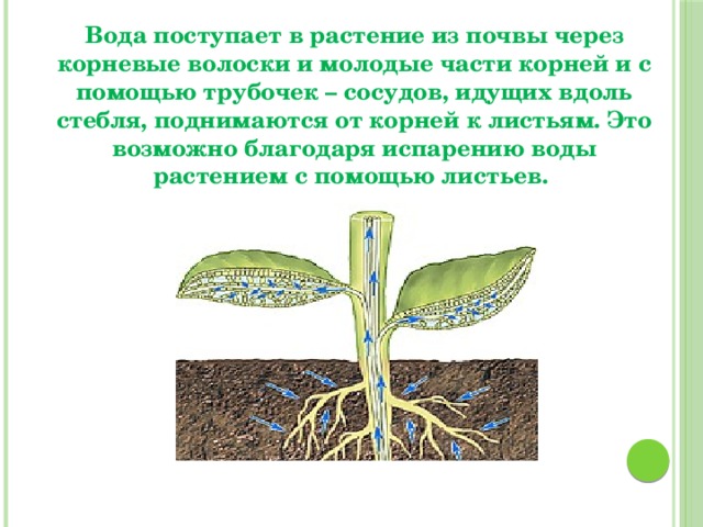 Лист обеспечивает корень. Корневые волоски у растений. Вода поступает в растение через. Поступление воды в растение. Вода поступает в растение через корневые волоски.