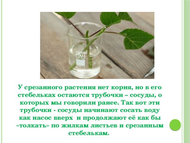 У срезанного растения нет корня, но в его стебельках остаются трубочки – сосуды, о которых мы говорили ранее. Так вот эти трубочки - сосуды начинают сосать воду как насос вверх  и продолжают её как бы «толкать» по жилкам листьев и срезанным стебелькам. 