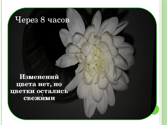 Через 8 часов Изменений цвета нет, но цветки остались свежими 