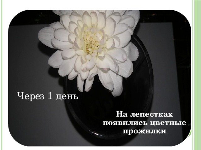 Через 1 день На лепестках появились цветные прожилки 
