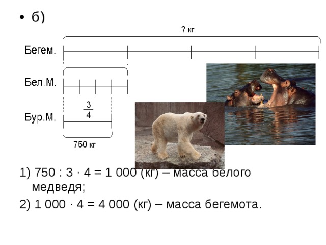 Вес белого. Масса медвежонка 15 массы белого. Масса белого медведя задача. Масса медвежонка составляет. Максимальная масса белого медведя 800 кг.